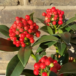 A Festive Berry Planter - image 2