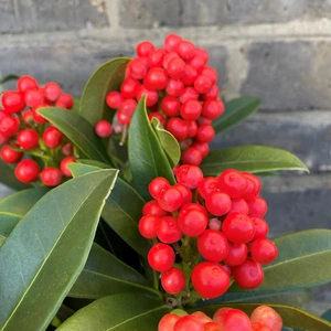 A Festive Berry Planter - image 3