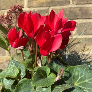A Festive Red Winter Planter (24cm) - image 3