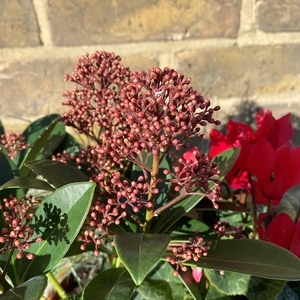 A Festive Red Winter Planter (20cm) - image 3