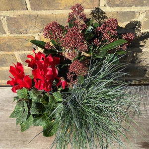 A Festive Red Winter Planter (24cm) - image 1