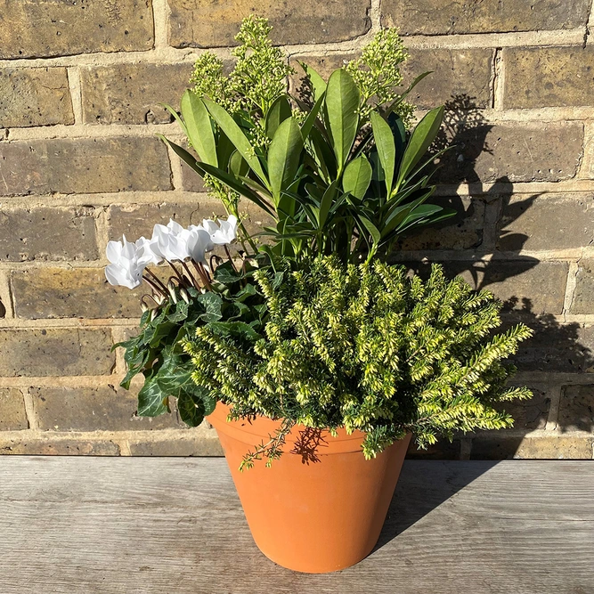 A Festive White Winter Planter (20cm) - image 1