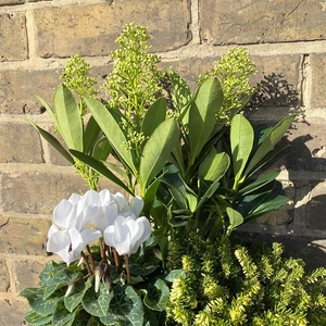 A Festive White Winter Planter (20cm) - image 2