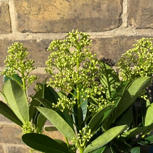 A Festive White Winter Planter (20cm) - image 3