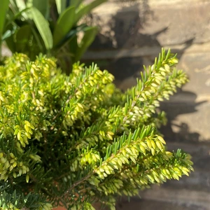 A Festive White Winter Planter (20cm) - image 4