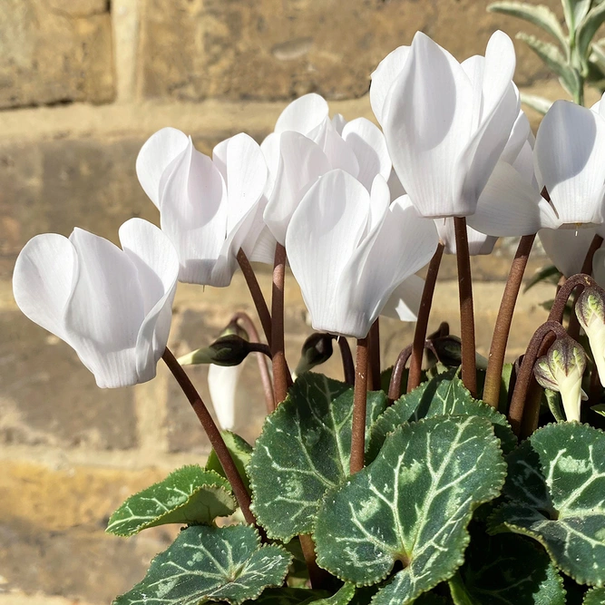 A Festive White Winter Planter (20cm) - image 5