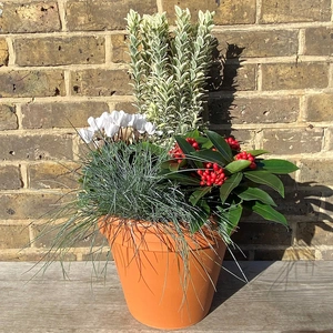 A Hardy Festive Planter - image 1