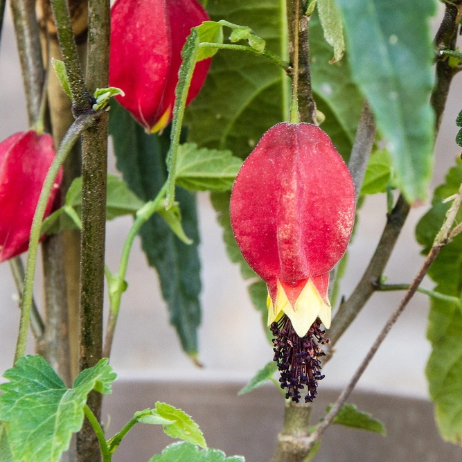 Abutilon megapotamicum trailing outdoor plant flower