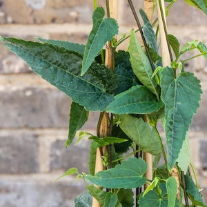 Abutilon megapotamicum trailing outdoor plant leaves