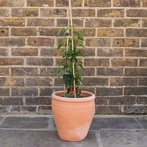 Abutilon megapotamicum trailing outdoor plant