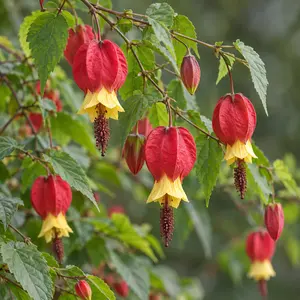 Abutilon megapotanicum (3L) Trailing Abutilon