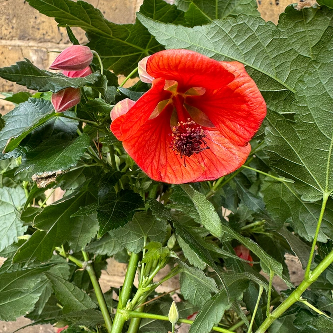 Abutilon megapotamicum trailing outdoor plant leaves