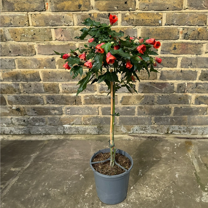 Abutilon megapotamicum trailing outdoor plant