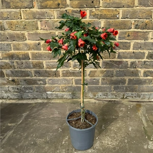 Abutilon megapotamicum trailing outdoor plant