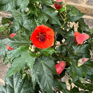 Abutilon 'Red Trumpet' (Pot Size 19cm) Red Trumpet Flowering Maple - image 4