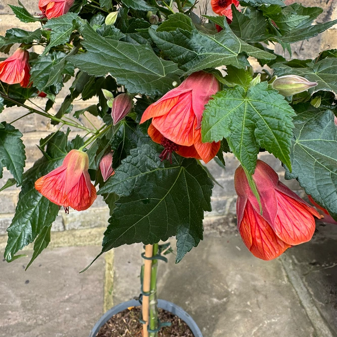 Abutilon 'Red Trumpet' (Pot Size 19cm) Red Trumpet Flowering Maple - image 5