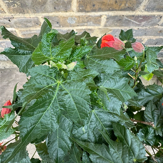 Abutilon 'Red Trumpet' (Pot Size 19cm) Red Trumpet Flowering Maple - image 6