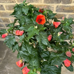 Abutilon 'Red Trumpet' (Pot Size 19cm) Red Trumpet Flowering Maple - image 7