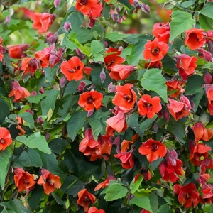 Abutilon megapotamicum trailing outdoor plant flower