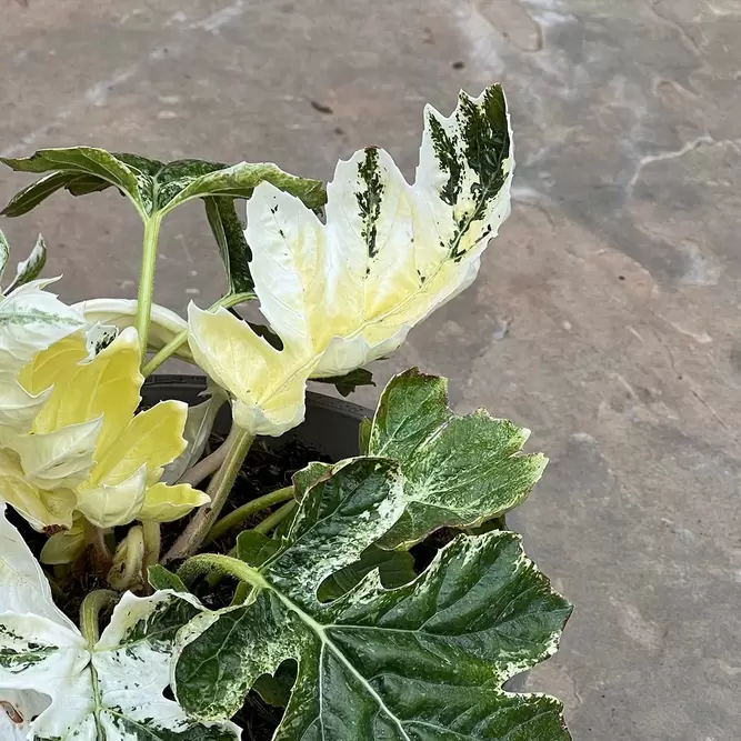 Acanthus 'Whitewater' Alt (Pot Size 3L) - Bear's Breech - image 1