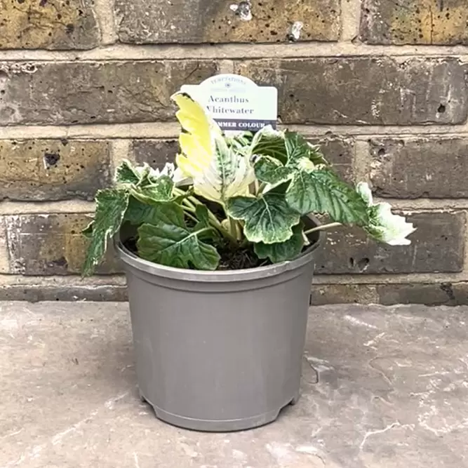 Acanthus 'Whitewater' Alt (Pot Size 3L) - Bear's Breech - image 2