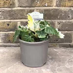 Acanthus 'Whitewater' Alt (Pot Size 3L) - Bear's Breech - image 2