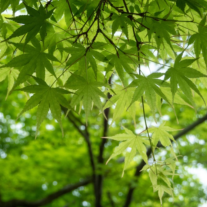 Acer Aoyagi (Pot Size 10L) Japanese Maple