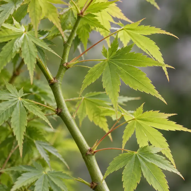 Acer Aoyagi (Pot Size 10L) Japanese Maple
