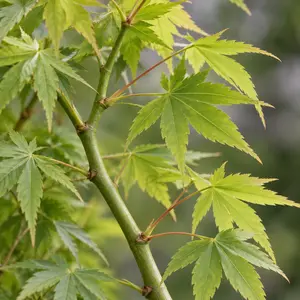 Acer Aoyagi (Pot Size 10L) Japanese Maple