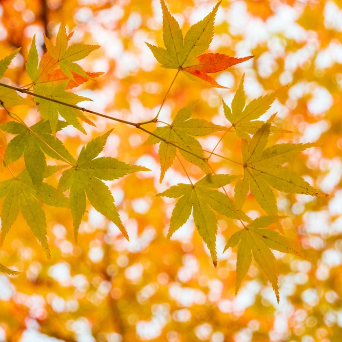 Acer  palmatum 'Bi-Ho' / Bi-Hoo (Pot Size 10L) Japanese Maple