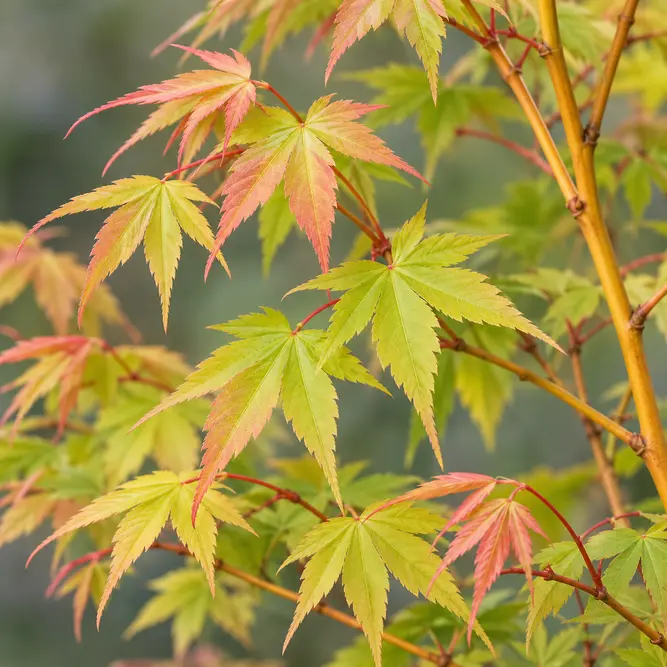 Acer palmatum 'Bi-Ho' / Bi-Hoo (Pot Size 18L) Japanese Maple