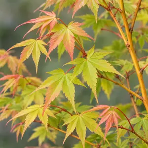 Acer palmatum 'Bi-Ho' / Bi-Hoo - Japanese Maple