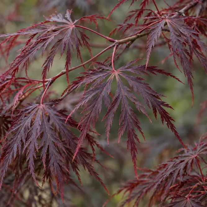 Acer palmatum ‘Black Lace’ (Pot Size 3L) Japanese Maple