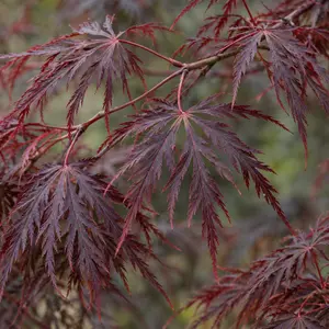 Acer palmatum ‘Black Lace’ (Pot Size 3L) Japanese Maple
