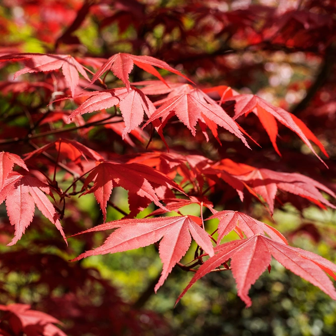 Acer palmatum Bloodgood (Pot Size 18L) Japanese Maple - image 1