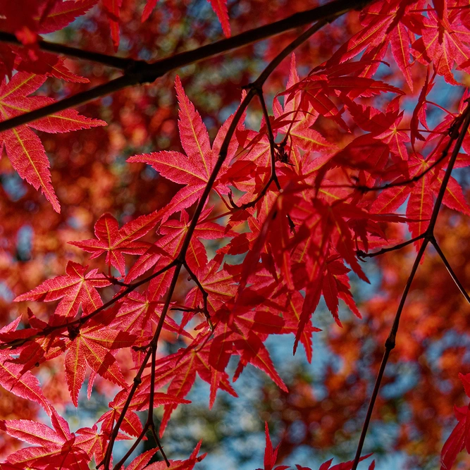 Acer palmatum Bloodgood (Pot Size 10L) Japanese Maple - image 2