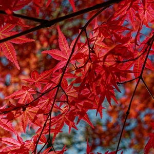 Acer palmatum Bloodgood (Pot Size 18L) Japanese Maple - image 2