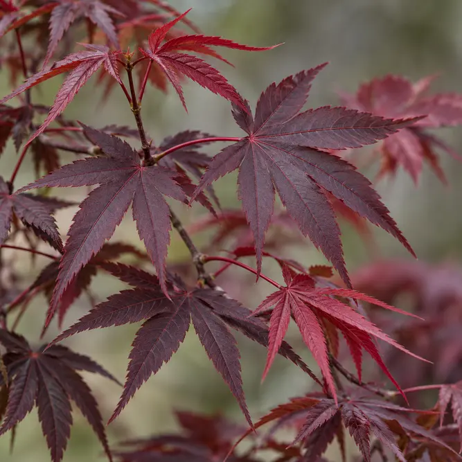 Acer palmatum Bloodgood (Pot Size 25L) Japanese Maple