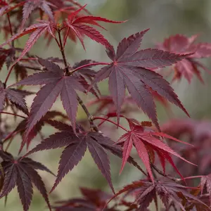 Acer palmatum 'Bloodgood' - Japanese Maple
