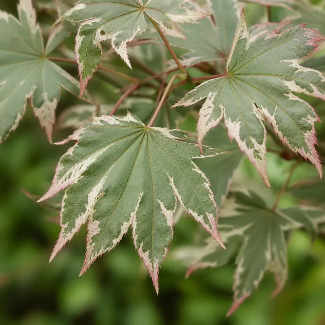 Acer palmatum 'Butterfly' (Pot Size 3L) Japanese Maple