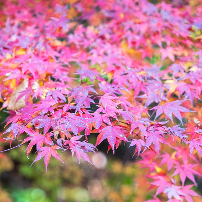 Acer palmatum 'Deshojo' (Pot Size 25L) Japanese Maple