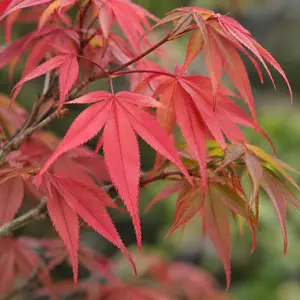 Acer palmatum 'Deshojo' (Pot Size 25L) Japanese Maple