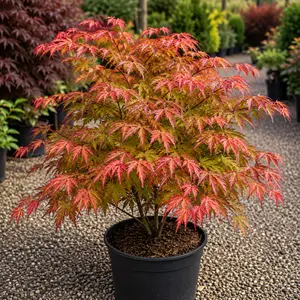 Acer palmatum ‘Extravaganza’ (Pot Size 3L) Japanese Maple