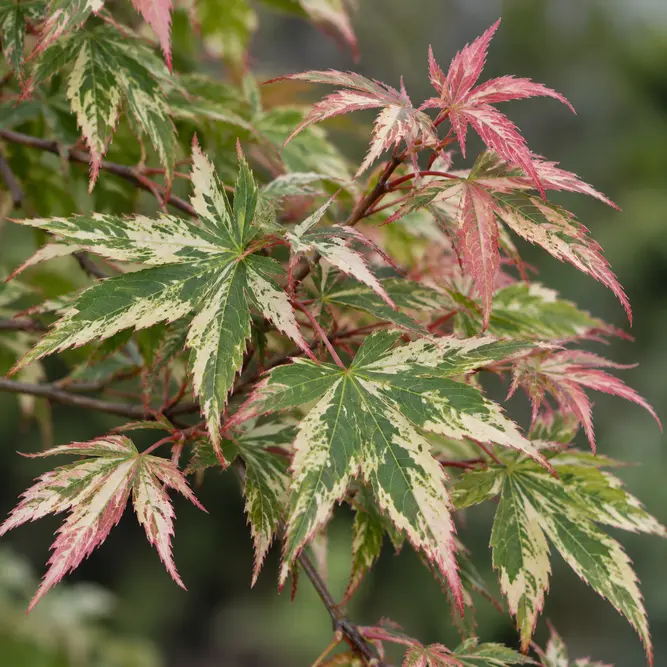 Acer palmatum ‘Extravaganza’ (Pot Size 3L) Japanese Maple