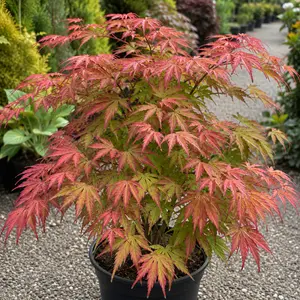 Acer palmatum ‘Festival’ (Pot Size 3L) Japanese Maple