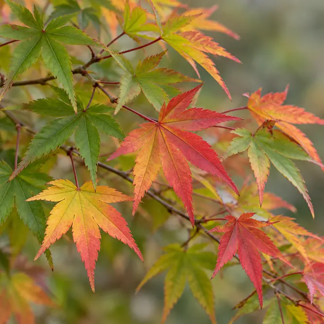Acer palmatum ‘Festival’ (Pot Size 3L) Japanese Maple
