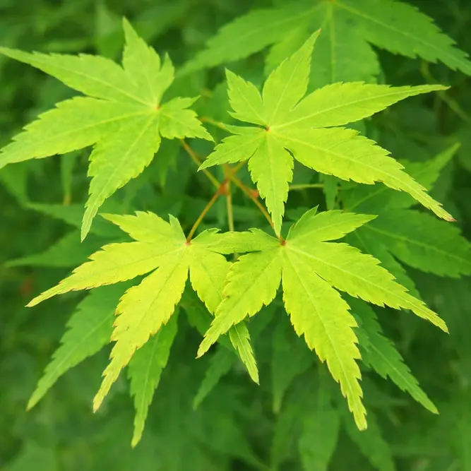 Acer palmatum (Pot Size 10cm) Japanese Maple - image 1