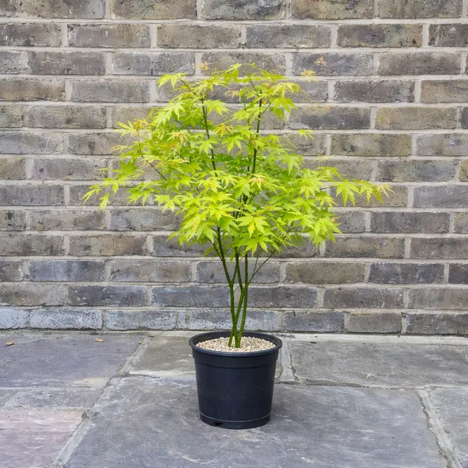 Acer palmatum (Pot Size 10cm) Japanese Maple - image 2