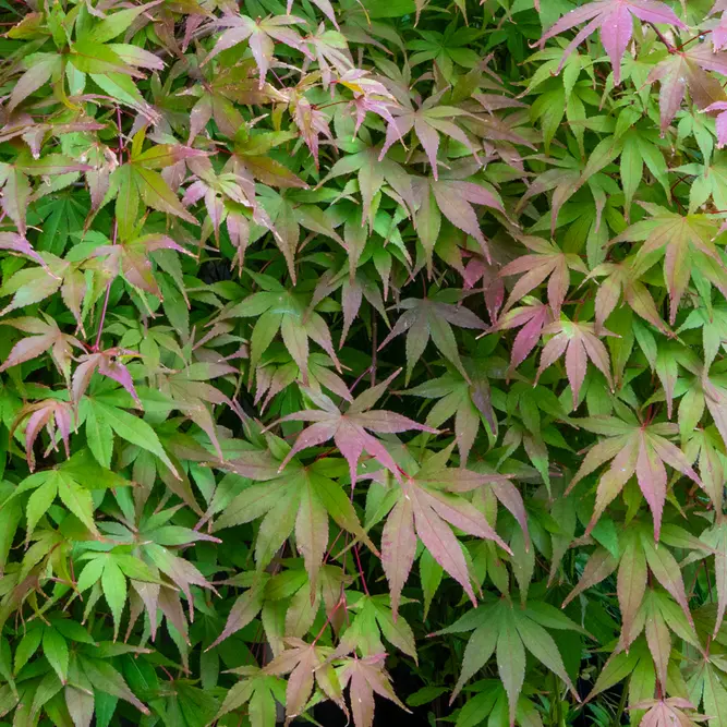 Acer palmatum (Pot Size 15cm) Japanese Maple