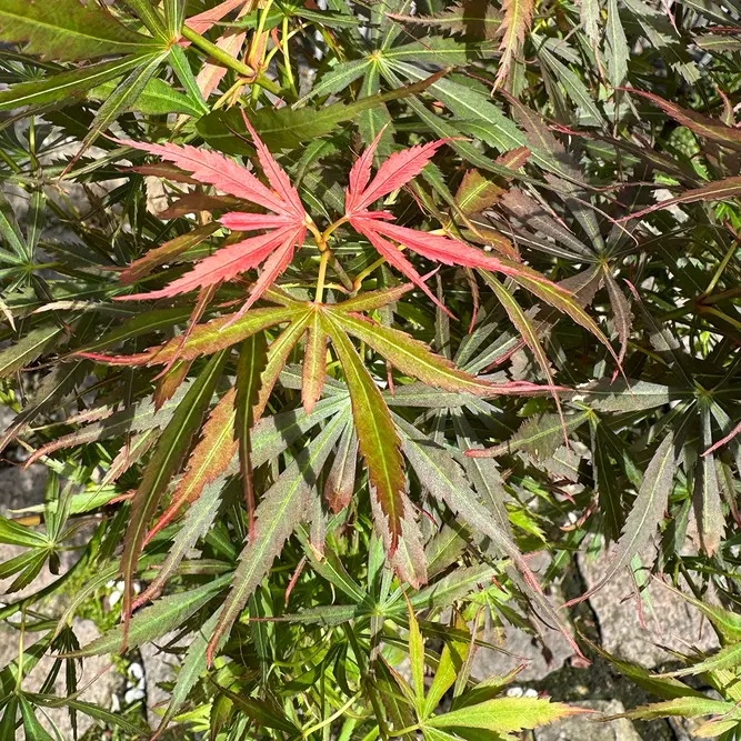 Acer palmatum 'Jerry Schwartz' (Pot Size 3L) Japanese Maple - image 1